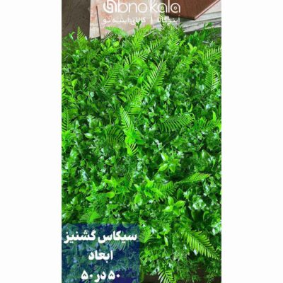 گرینوال سیکاس گشنیز