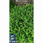 گرینوال کاج ژاپنی دیوار سبز